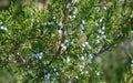 Berries in Desert Landscape in Badlands National Park, South Dakota Royalty Free Stock Photo