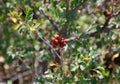 Berries in Desert Landscape in Badlands National Park, South Dakota Royalty Free Stock Photo