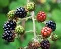 Berries at different stages.