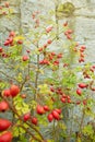 Berries of a dogrose on a bush. Fruits of wild roses