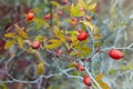 Berries of a dogrose on a bush. Fruits of wild roses