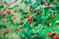 Berries of a dogrose on a bush