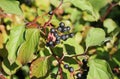 Berries of dogwood