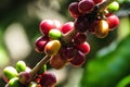 Arabian Coffee, coffee plant. Royalty Free Stock Photo