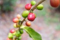 Arabian Coffee, coffee plant. Royalty Free Stock Photo