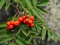 Berries from European rowan / Sorbus aucuparia Royalty Free Stock Photo