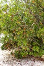 Evergreen strawberry tree Arbutus unedo Royalty Free Stock Photo