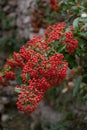 Berries of Firethorn Bush Royalty Free Stock Photo