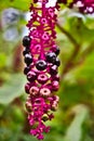 Berries on Flores Island, Azores, Portugal