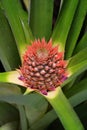 Berries of the flowering pineapple plant, Ananas comosus, coalesce into a compact, multiple fruit