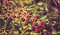 Berries forest in algeria