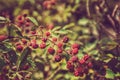 Berries forest in algeria