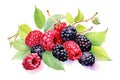 Berries fresh food fruit green blackberry red background healthy leaf sweet ripe Royalty Free Stock Photo