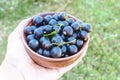 Berries of fresh ripe currants in a bowl in hand against the background of green grass. Juicy fruits currant. Black currant