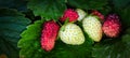 white strawberries and red mulberry with green leave background Royalty Free Stock Photo