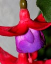 Berries Fuchsia hybrida 'Black Prince'