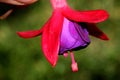 Berries Fuchsia hybrida 'Black Prince'