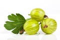 Berries of gooseberry closeup. Ripe juicy sweet berries with green leaf