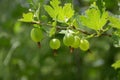 Berries green gooseberries on blurry green background Royalty Free Stock Photo