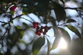 Berries and green leaves of the common smilax against the sunlight Royalty Free Stock Photo