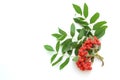 Berries and green leaves of rowan on a white background