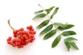 Berries and green leaves of rowan on a white background