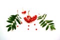 Berries and green leaves of rowan on a white background