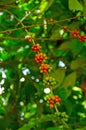 Berries growing on a coffee tree