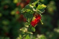 Berries growing in the garden at home. Ripe red currant berries on a green branch. Royalty Free Stock Photo