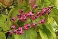 Berries of harlequin glorybower plant