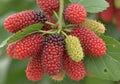 The berries have a bumpy texture and elongated shape, typical of mulberrie Royalty Free Stock Photo
