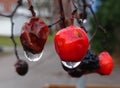 Berries have some water drops