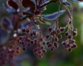 Berries and ice on branches in winter forest Royalty Free Stock Photo