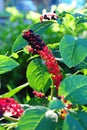 Berries of indian poke