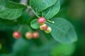 Berries of an Indian snakeroot, Rauvolfia serpentina