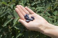 Berries of Kamchatka lie on a woman`s hand against the green leaves of the Kamchatka berries.