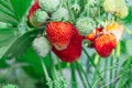 Berries of large strawberries are spiced on the strawberry plant in the garden, many red ripe and green unripe Royalty Free Stock Photo