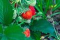 Berries of large strawberries are spiced on the strawberry plant in the garden, many red ripe and green unripe Royalty Free Stock Photo