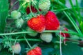 Berries of large strawberries are spiced on the strawberry plant in the garden, many red ripe and green unripe Royalty Free Stock Photo