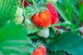 Berries of large strawberries are spiced on the strawberry plant in the garden, many red ripe and green unripe Royalty Free Stock Photo