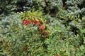 Berries in the leafage of Berberis vulgaris in September