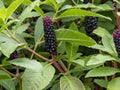 Berries and leaves of Indian pokeweed, Phytolacca acinosa