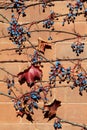 Berries and leaves on vine Royalty Free Stock Photo