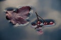 Berries and leaves in the water