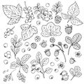 Berries and leaves. Wild berries painted line on a white background. Cranberry, cranberries, currants, raspberries