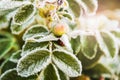 Berries and leaves of wild rose in the ice crystals Royalty Free Stock Photo