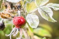 Berries and leaves of wild rose in the ice crystals Royalty Free Stock Photo