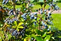 The berries of mahonia holly Mahonia aquifolium Pursh Nutt