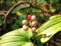 Berries Maianthemum bifolium Royalty Free Stock Photo