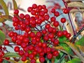Berries of mountain ash on the bush. Tundra Royalty Free Stock Photo